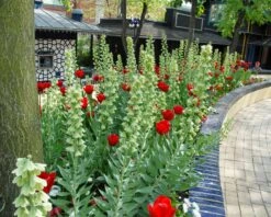 Fritillaria 'Ivory Bells' 13 Fritillaria 'Ivory Bells' -Beauty Flowers Shop fritillaria ivory bells 1