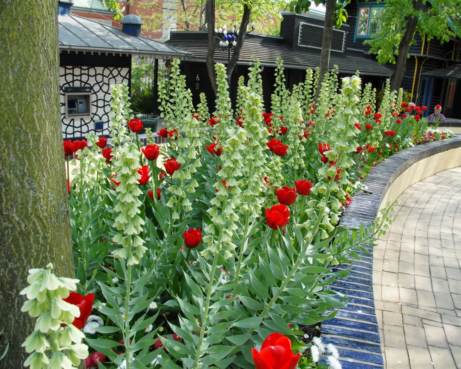 Fritillaria 'Ivory Bells' 5 Fritillaria 'Ivory Bells' - Image 3
