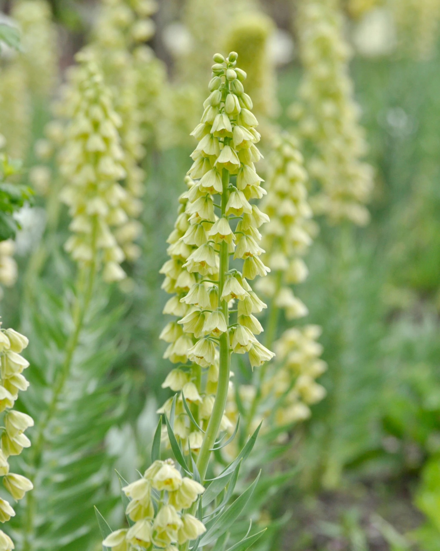 Fritillaria 'Ivory Bells' 6 Fritillaria 'Ivory Bells' - Image 4