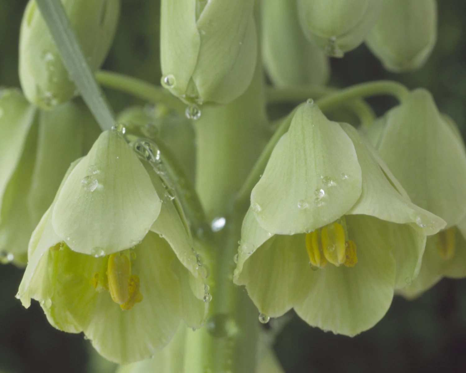 Fritillaria 'Ivory Bells' 7 Fritillaria 'Ivory Bells' - Image 5