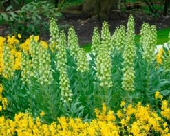 Fritillaria 'Ivory Bells' 17 Fritillaria 'Ivory Bells' -Beauty Flowers Shop fritillaria ivory bells 3