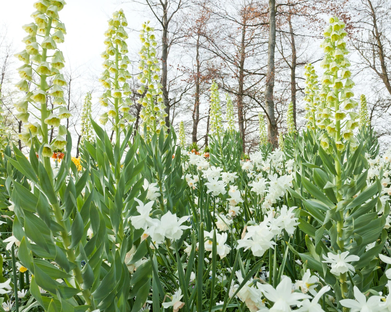 Fritillaria 'Ivory Bells' 4 Fritillaria 'Ivory Bells' - Image 2