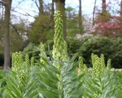 Fritillaria 'Ivory Bells' 18 Fritillaria 'Ivory Bells' -Beauty Flowers Shop fritillaria ivory bells 3 8401e71e 5f94 4cbc a8cc cba43e383512