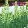Fritillaria 'Ivory Bells' 2 Fritillaria 'Ivory Bells' -Beauty Flowers Shop fritillaria ivory bells 4