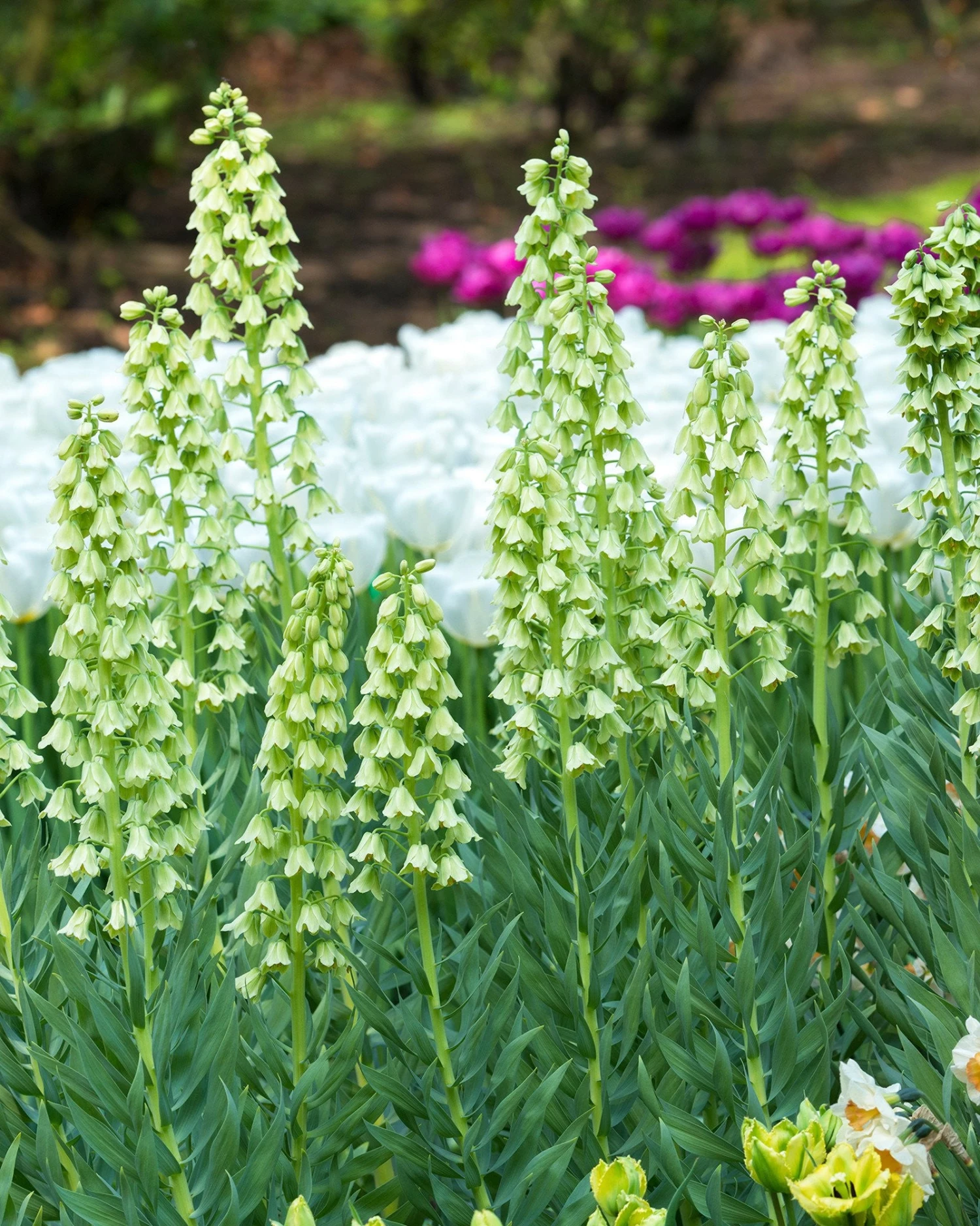 Fritillaria 'Ivory Bells' 3 Fritillaria 'Ivory Bells'