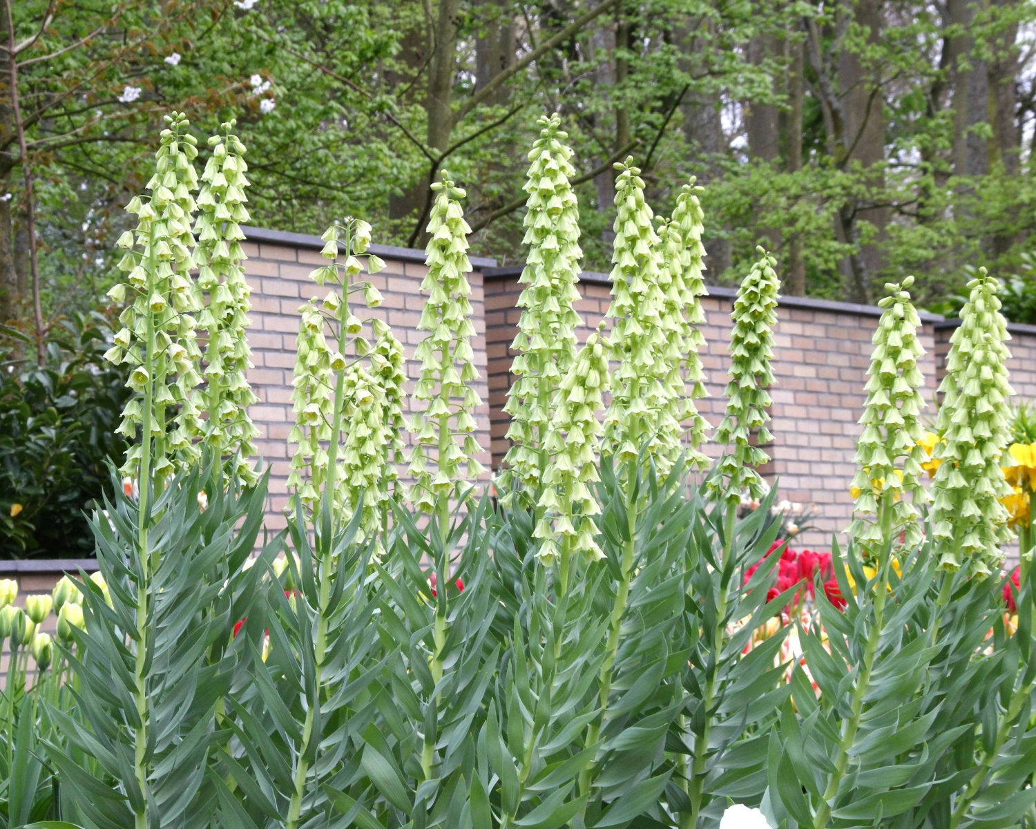 Fritillaria 'Ivory Bells' 11 Fritillaria 'Ivory Bells' - Image 9
