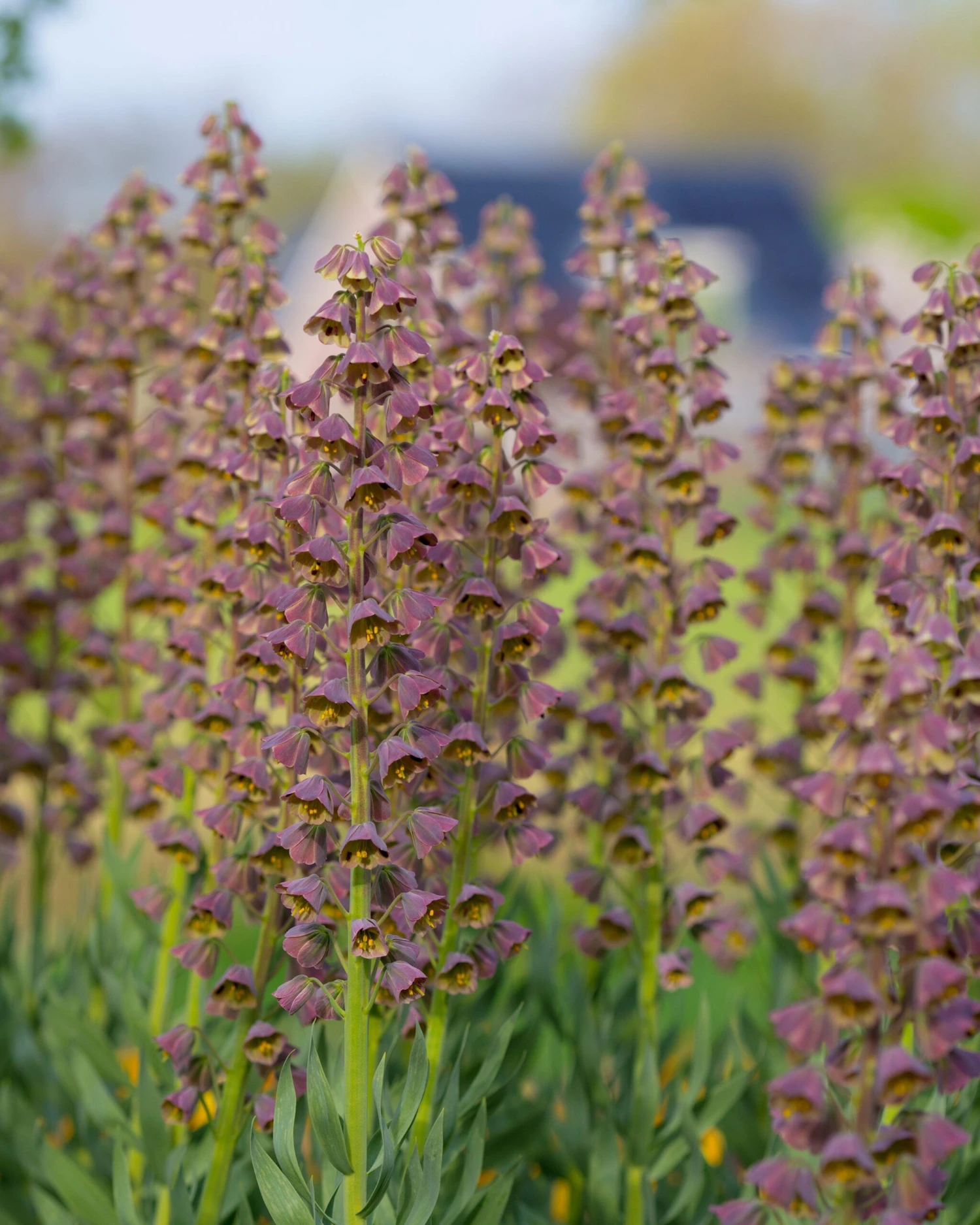 Fritillaria 'Magic Bells' 4 Fritillaria 'Magic Bells' - Image 2