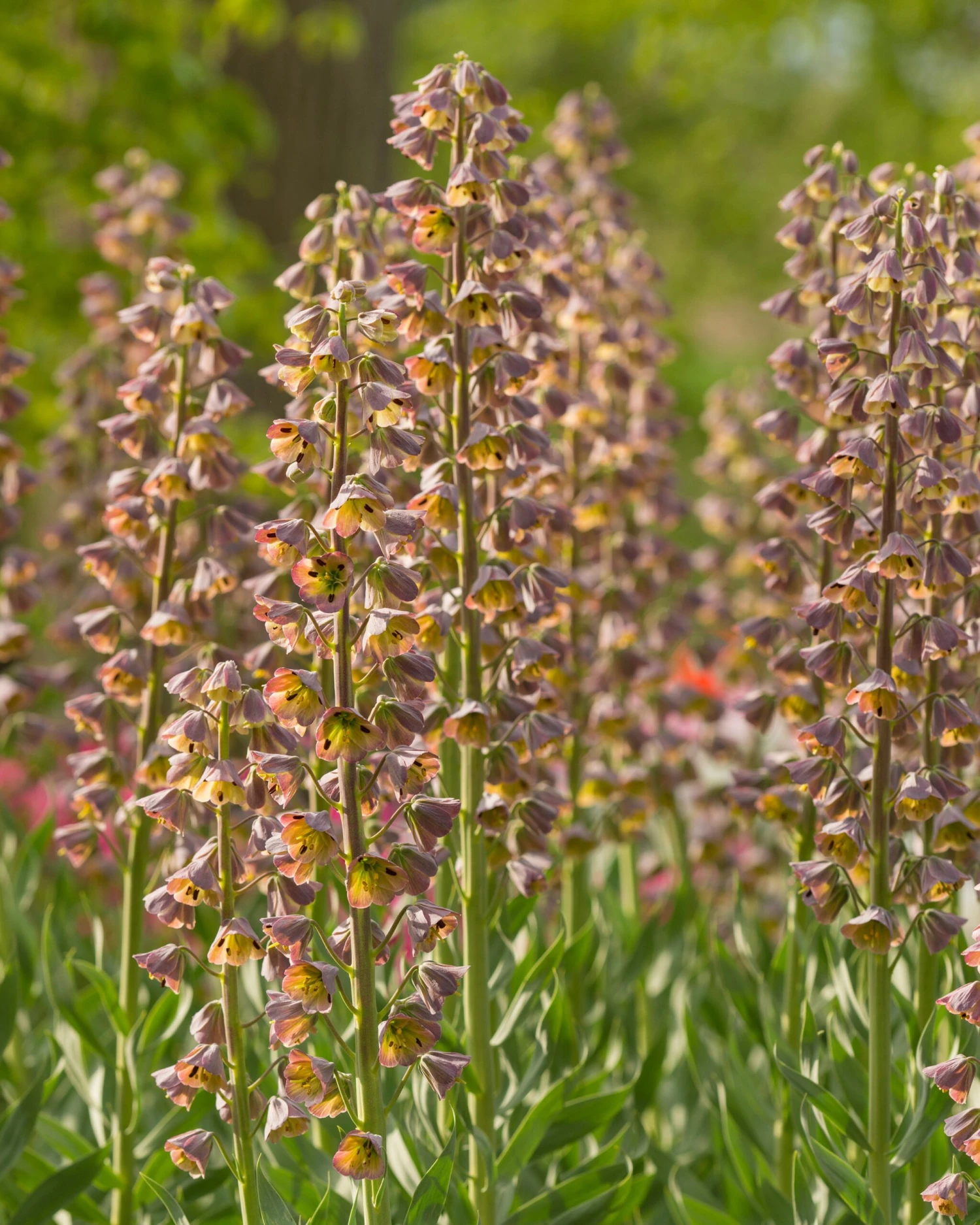 Fritillaria 'Magic Bells' 5 Fritillaria 'Magic Bells' - Image 3