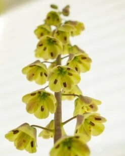 Fritillaria 'Magic Bells' 9 Fritillaria 'Magic Bells' -Beauty Flowers Shop fritillaria magic bells 3