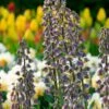 Fritillaria 'Magic Bells' 1 Fritillaria 'Magic Bells' -Beauty Flowers Shop fritillaria magic bells 4