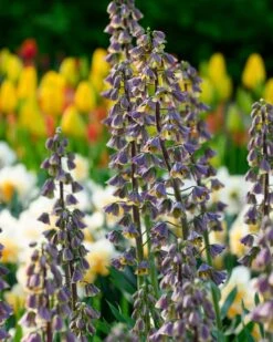 Fritillaria 'Magic Bells'