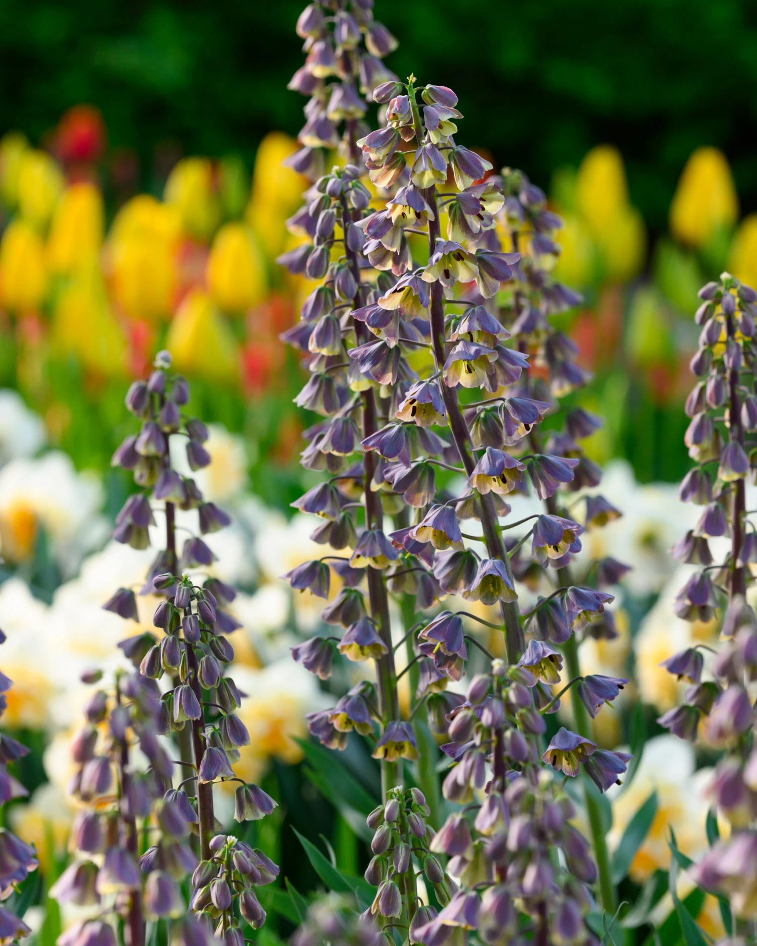 Fritillaria 'Magic Bells' 3 Fritillaria 'Magic Bells'