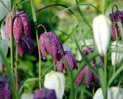 Fritillaria Meleagris 'Mix' 25 Fritillaria Meleagris 'Mix' -Beauty Flowers Shop fritillaria meleagris 0