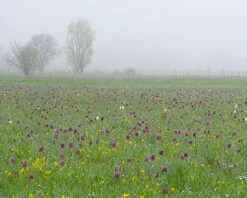 Fritillaria Meleagris 'Mix' 18 Fritillaria Meleagris 'Mix' -Beauty Flowers Shop fritillaria meleagris 1