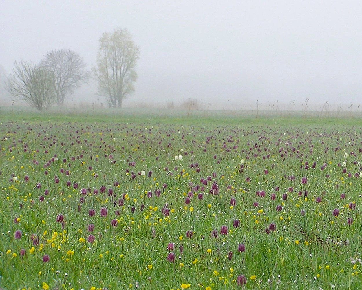 Fritillaria Meleagris 'Mix' 7 Fritillaria Meleagris 'Mix' - Image 5