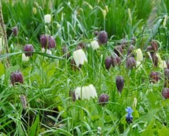 Fritillaria Meleagris 'Mix' 19 Fritillaria Meleagris 'Mix' -Beauty Flowers Shop fritillaria meleagris 2