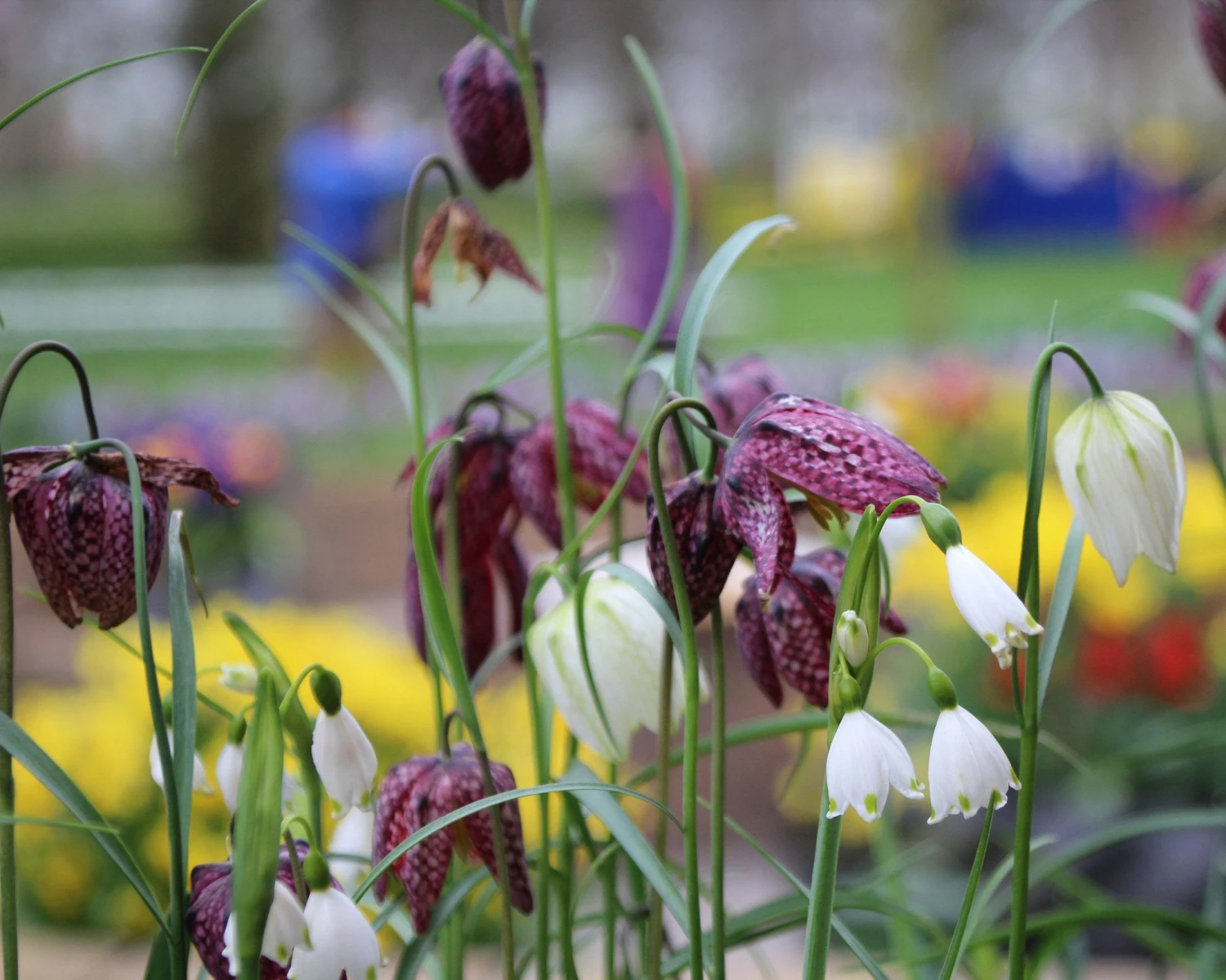 Fritillaria Meleagris 'Mix' 10 Fritillaria Meleagris 'Mix' - Image 8
