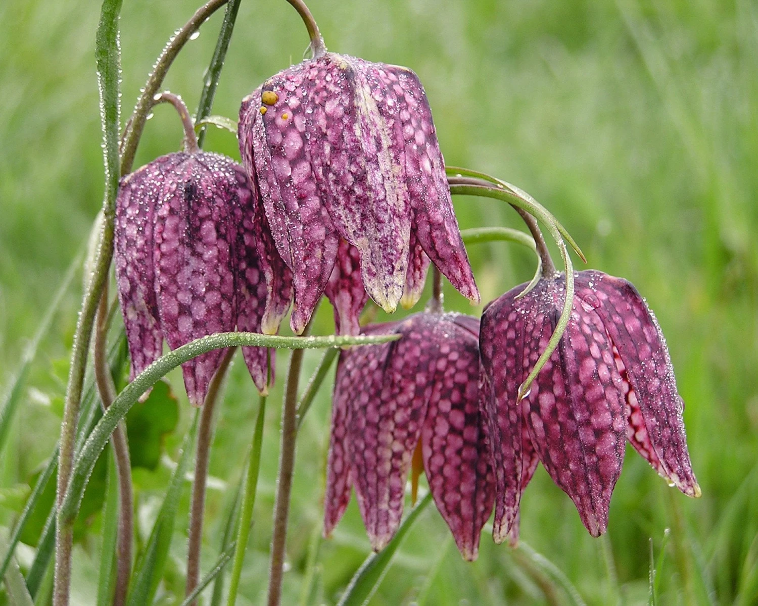 Fritillaria Meleagris 'Mix' 6 Fritillaria Meleagris 'Mix' - Image 4