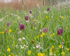 Fritillaria Meleagris 'Mix' 22 Fritillaria Meleagris 'Mix' -Beauty Flowers Shop fritillaria meleagris 5