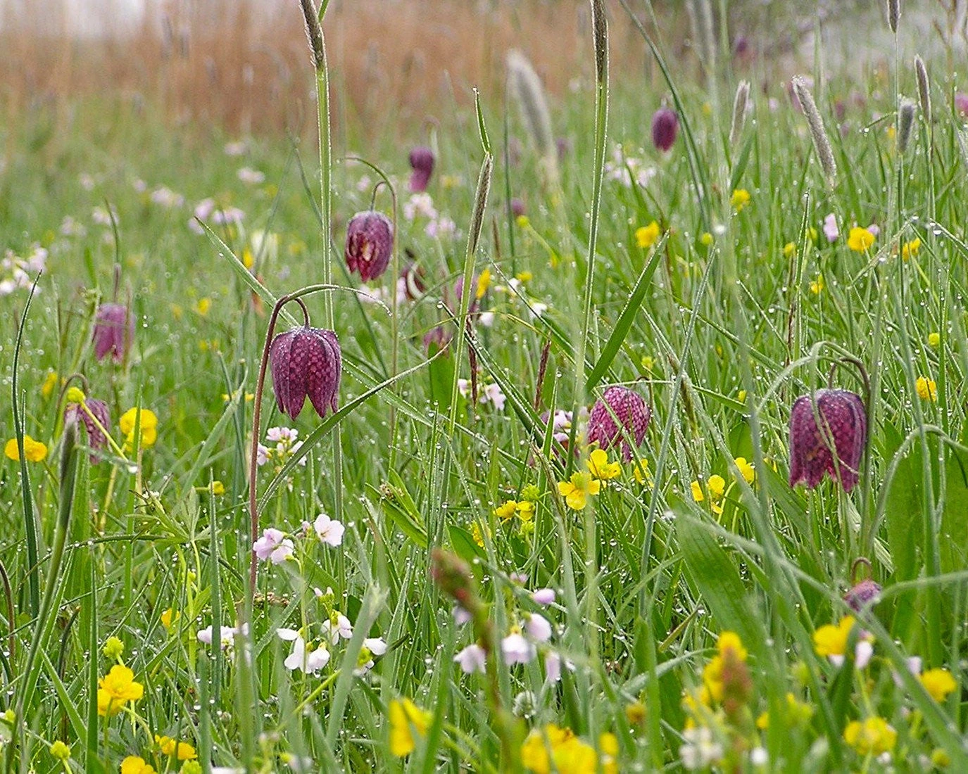 Fritillaria Meleagris 'Mix' 11 Fritillaria Meleagris 'Mix' - Image 9