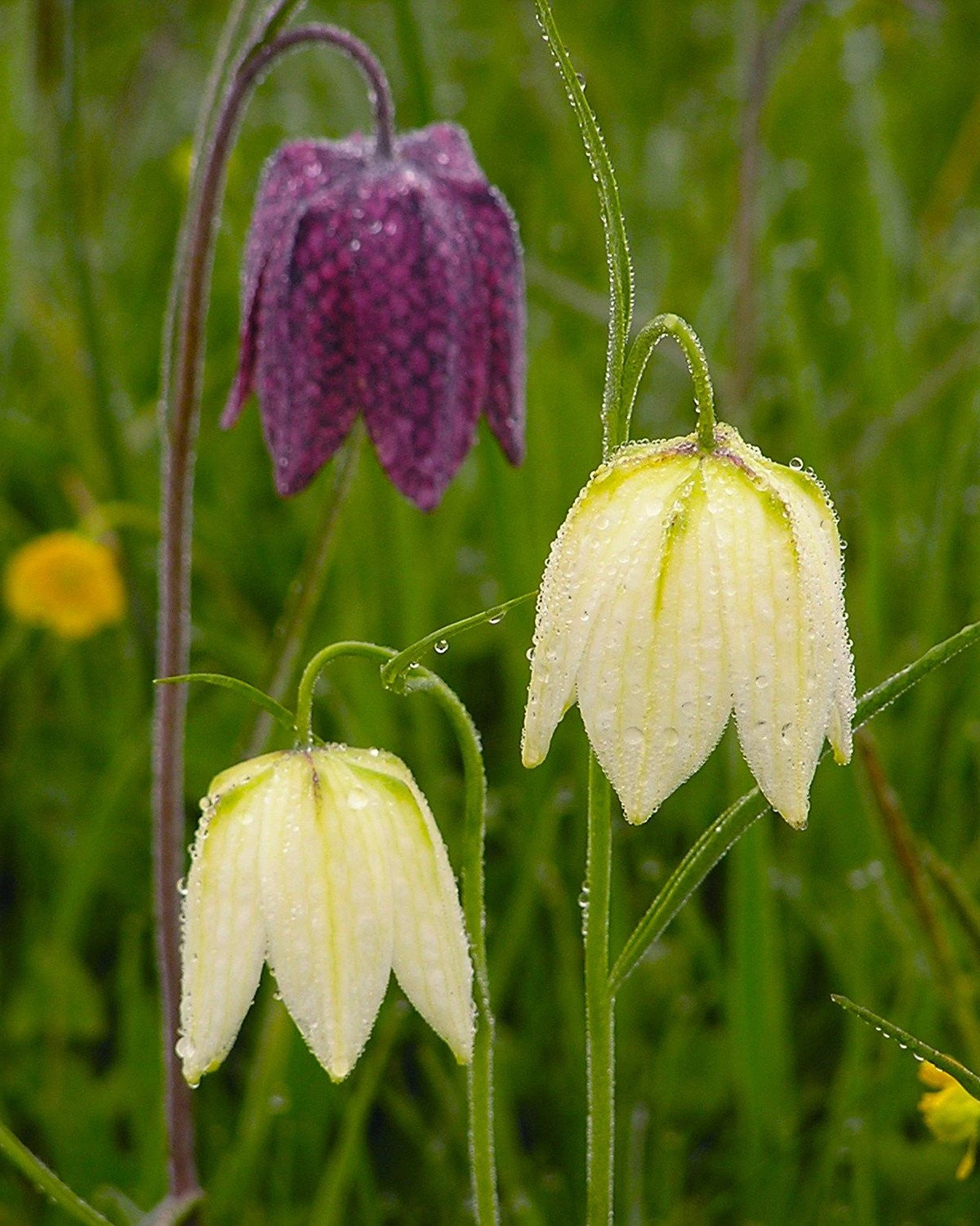 Fritillaria Meleagris 'Mix' 4 Fritillaria Meleagris 'Mix' - Image 2