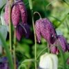 Fritillaria Meleagris 'Mix' 2 Fritillaria Meleagris 'Mix' -Beauty Flowers Shop fritillaria meleagris 6 ca2e363b 61b9 440e a092 e77ff1dcdc7e