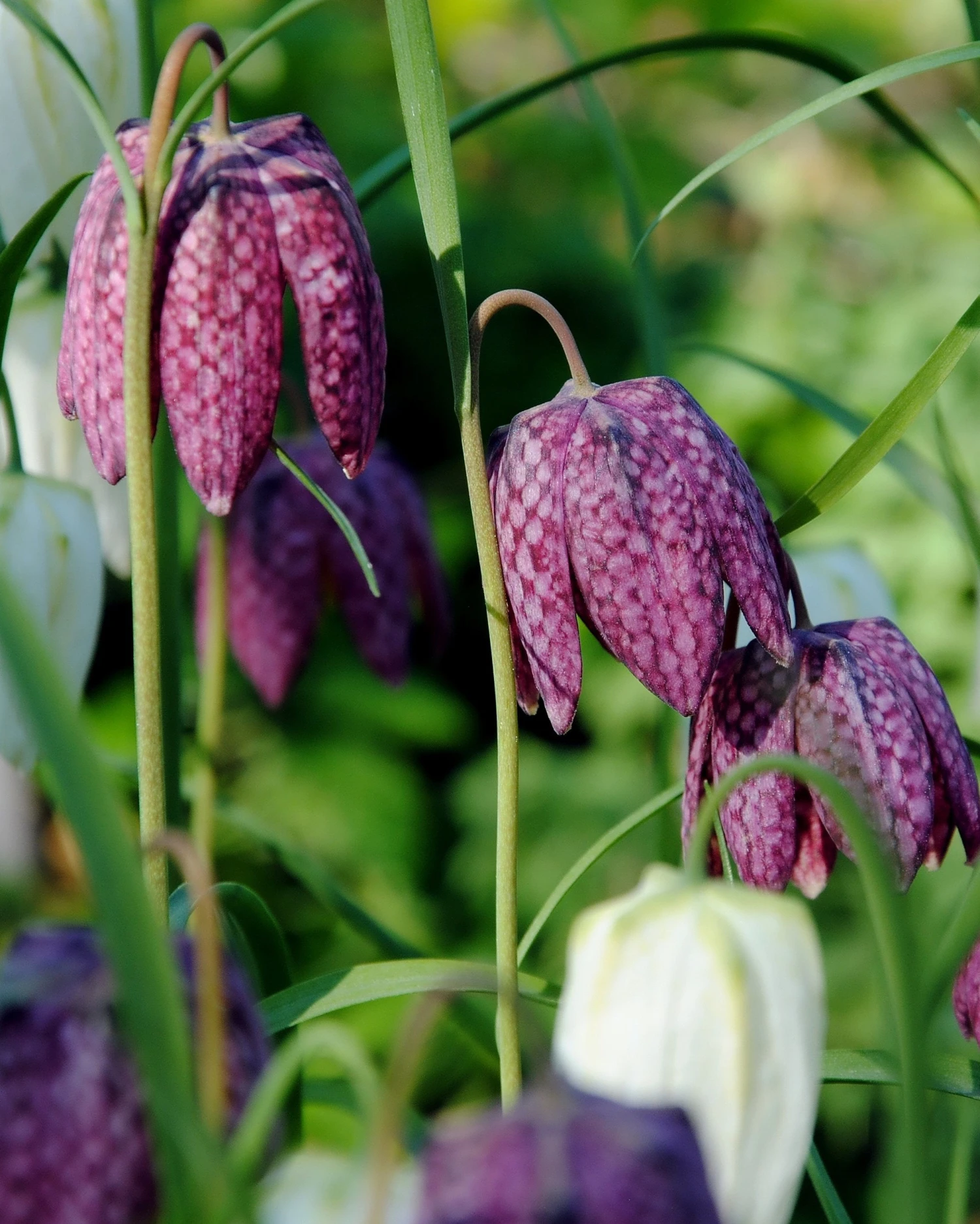 Fritillaria Meleagris 'Mix' 3 Fritillaria Meleagris 'Mix'