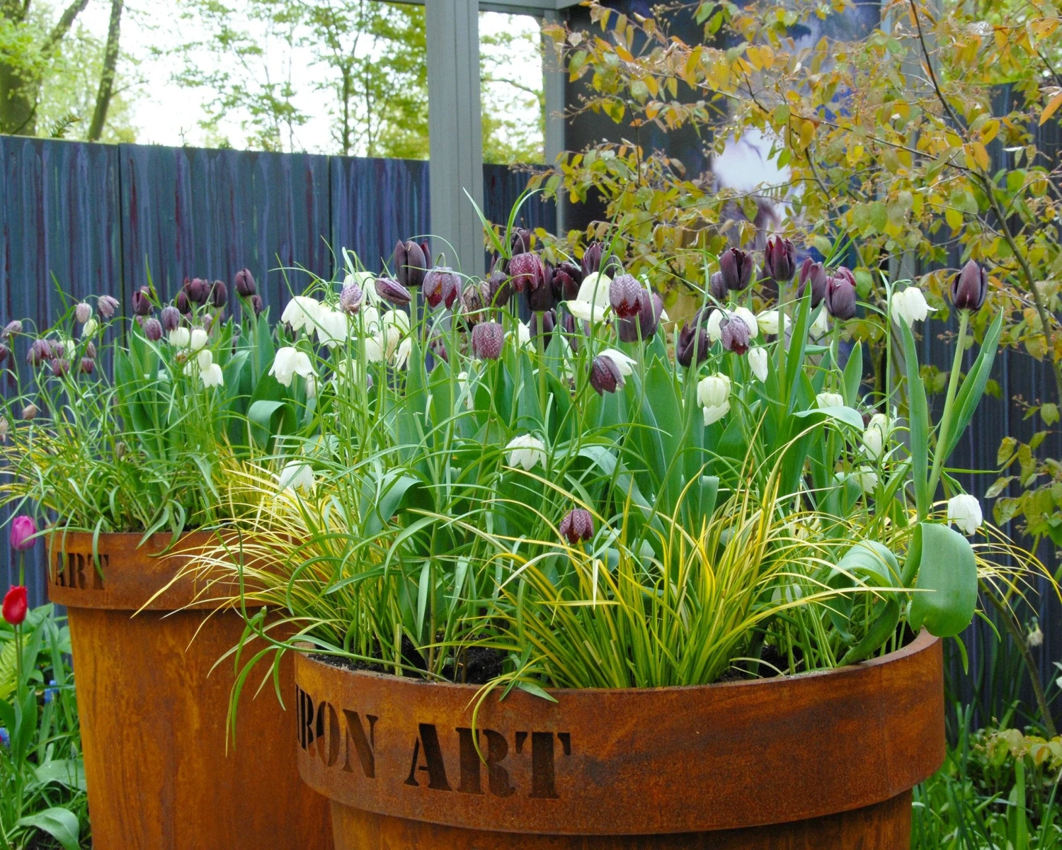 Fritillaria Meleagris 'Mix' 12 Fritillaria Meleagris 'Mix' - Image 10