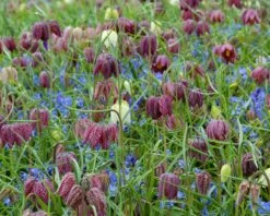 Fritillaria Meleagris 'Mix' 24 Fritillaria Meleagris 'Mix' -Beauty Flowers Shop fritillaria meleagris 8