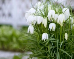 Featured Products -Beauty Flowers Shop fritillaria meleagris alba 1