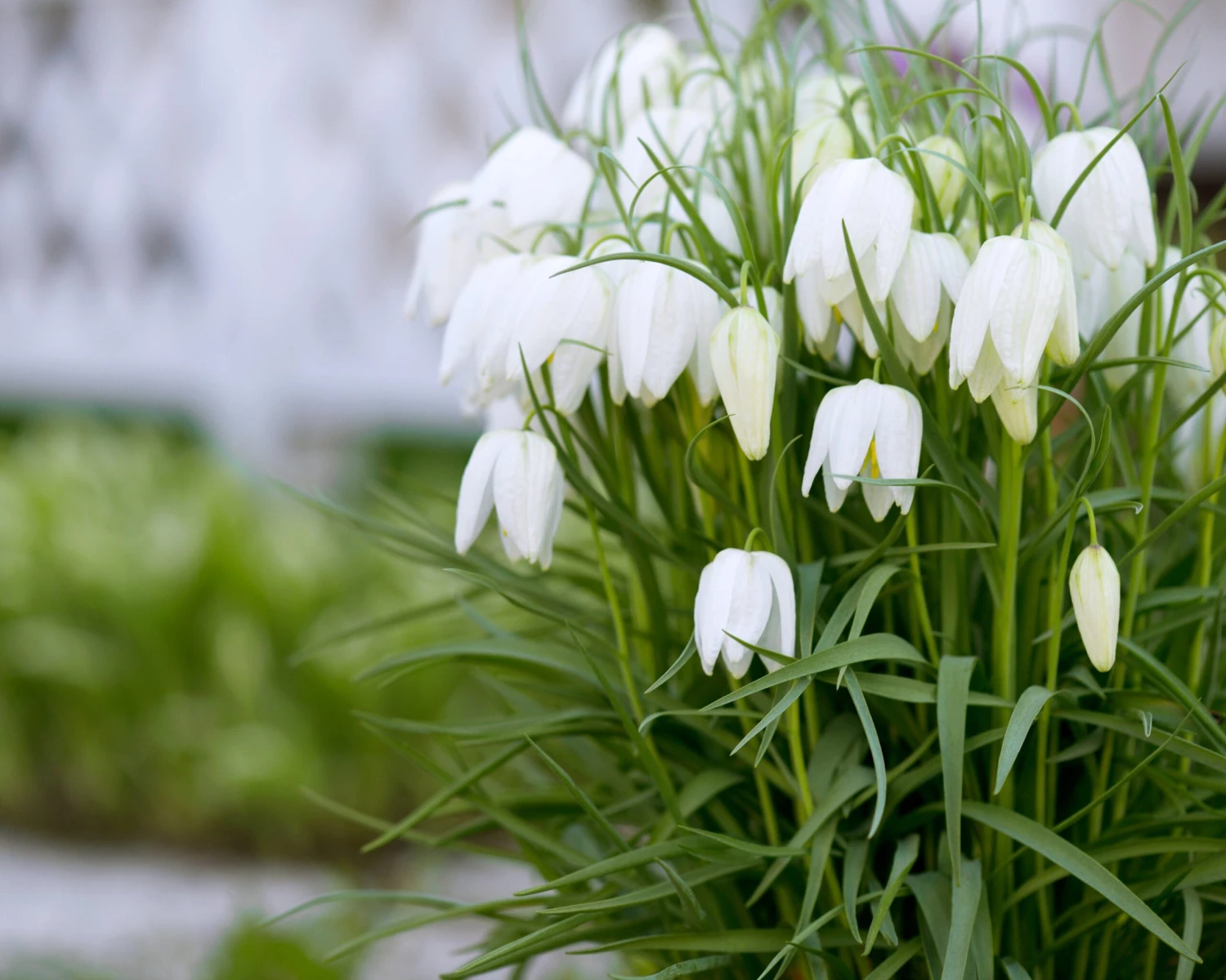 Fritillaria Meleagris 'Alba' 4 Fritillaria Meleagris 'Alba' - Image 2