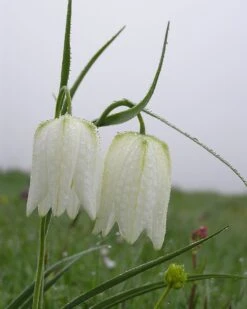 Fritillaria Meleagris 'Alba' 16 Fritillaria Meleagris 'Alba' -Beauty Flowers Shop fritillaria meleagris alba 10