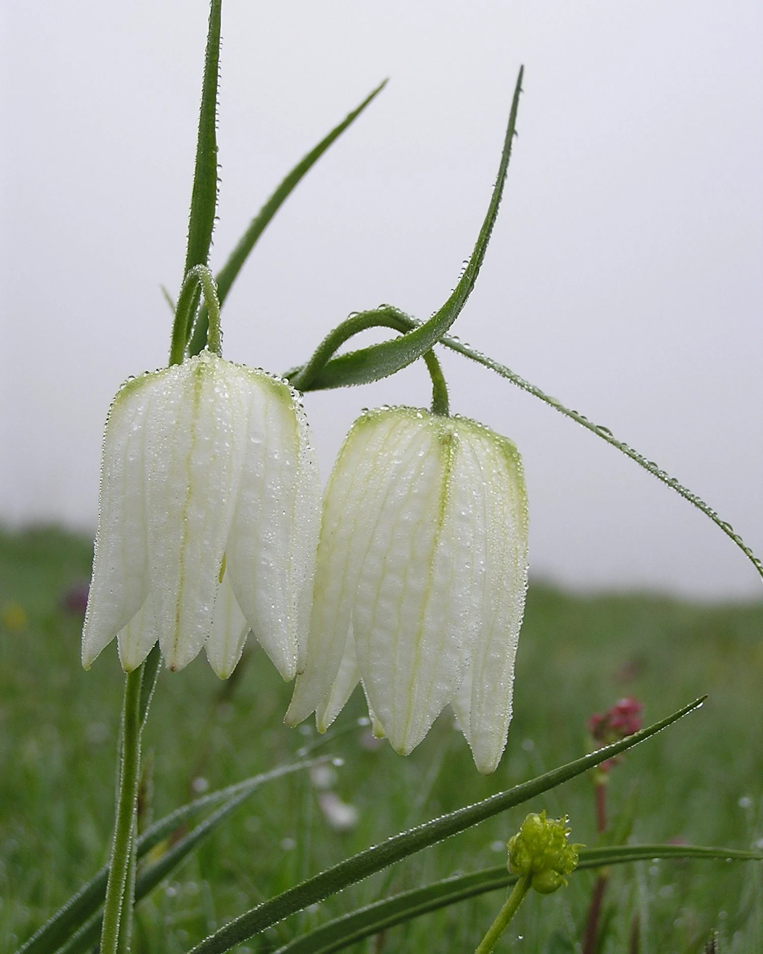Fritillaria Meleagris 'Alba' 7 Fritillaria Meleagris 'Alba' - Image 5