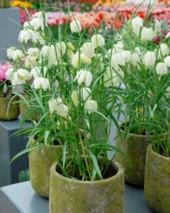Fritillaria Meleagris 'Alba' 15 Fritillaria Meleagris 'Alba' -Beauty Flowers Shop fritillaria meleagris alba 11