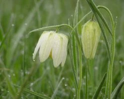 Fritillaria Meleagris 'Alba' 14 Fritillaria Meleagris 'Alba' -Beauty Flowers Shop fritillaria meleagris alba 2
