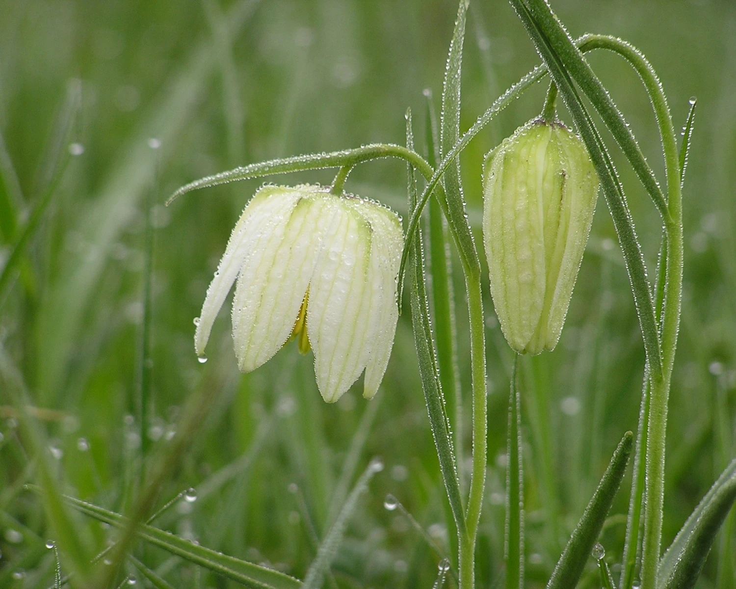 Fritillaria Meleagris 'Alba' 5 Fritillaria Meleagris 'Alba' - Image 3