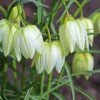 Fritillaria Meleagris 'Alba' 2 Fritillaria Meleagris 'Alba' -Beauty Flowers Shop fritillaria meleagris alba 4