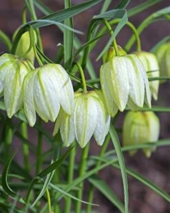 Featured Products 17 Fritillaria Meleagris 'Alba'