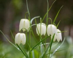 Fritillaria Meleagris 'Alba' 18 Fritillaria Meleagris 'Alba' -Beauty Flowers Shop fritillaria meleagris alba 6
