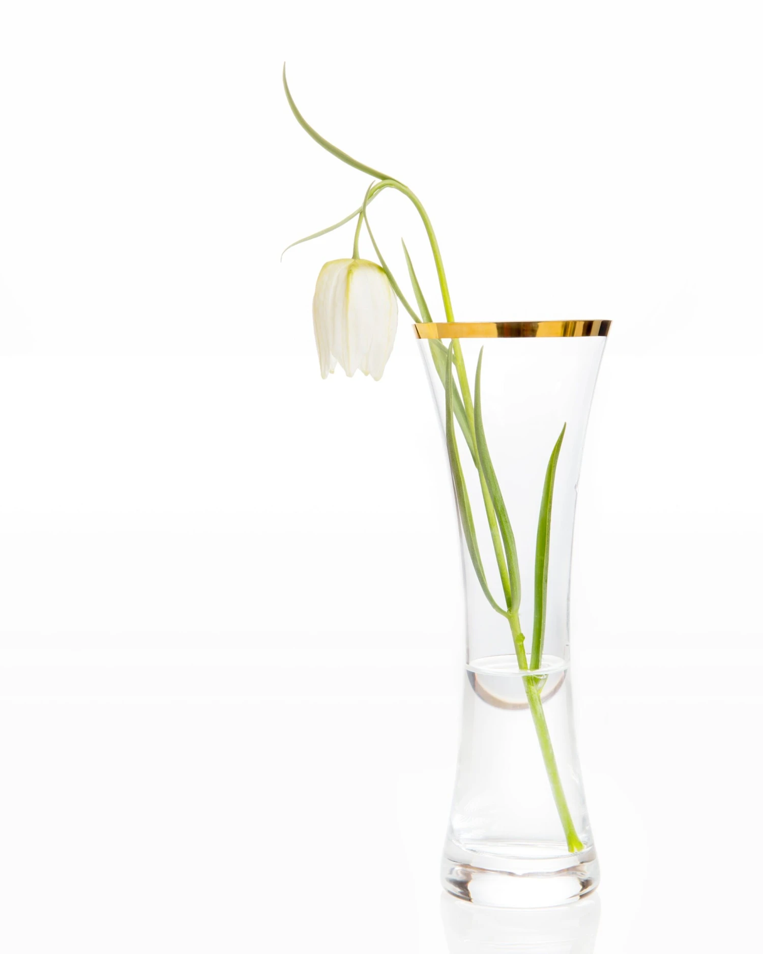 Fritillaria Meleagris 'Alba' 10 Fritillaria Meleagris 'Alba' - Image 8