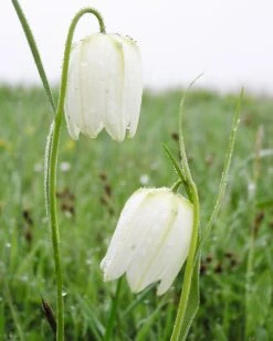 Fritillaria Meleagris 'Alba' 20 Fritillaria Meleagris 'Alba' -Beauty Flowers Shop fritillaria meleagris alba 8