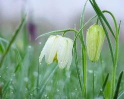 Fritillaria Meleagris 'Alba' 21 Fritillaria Meleagris 'Alba' -Beauty Flowers Shop fritillaria meleagris alba 9