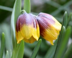 Fritillaria Michailovskyi -Beauty Flowers Shop fritillaria michailovsky 01