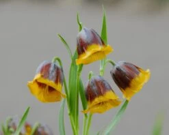 Fritillaria Michailovskyi -Beauty Flowers Shop fritillaria michailovsky 1