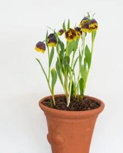 Fritillaria Michailovskyi -Beauty Flowers Shop fritillaria michailovsky 3