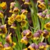 Fritillaria Michailovskyi