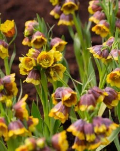 Featured Products 13 Fritillaria Michailovskyi