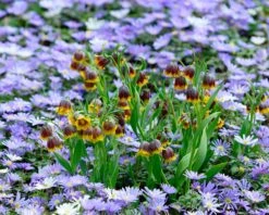 Featured Products -Beauty Flowers Shop fritillaria michailovsky 5