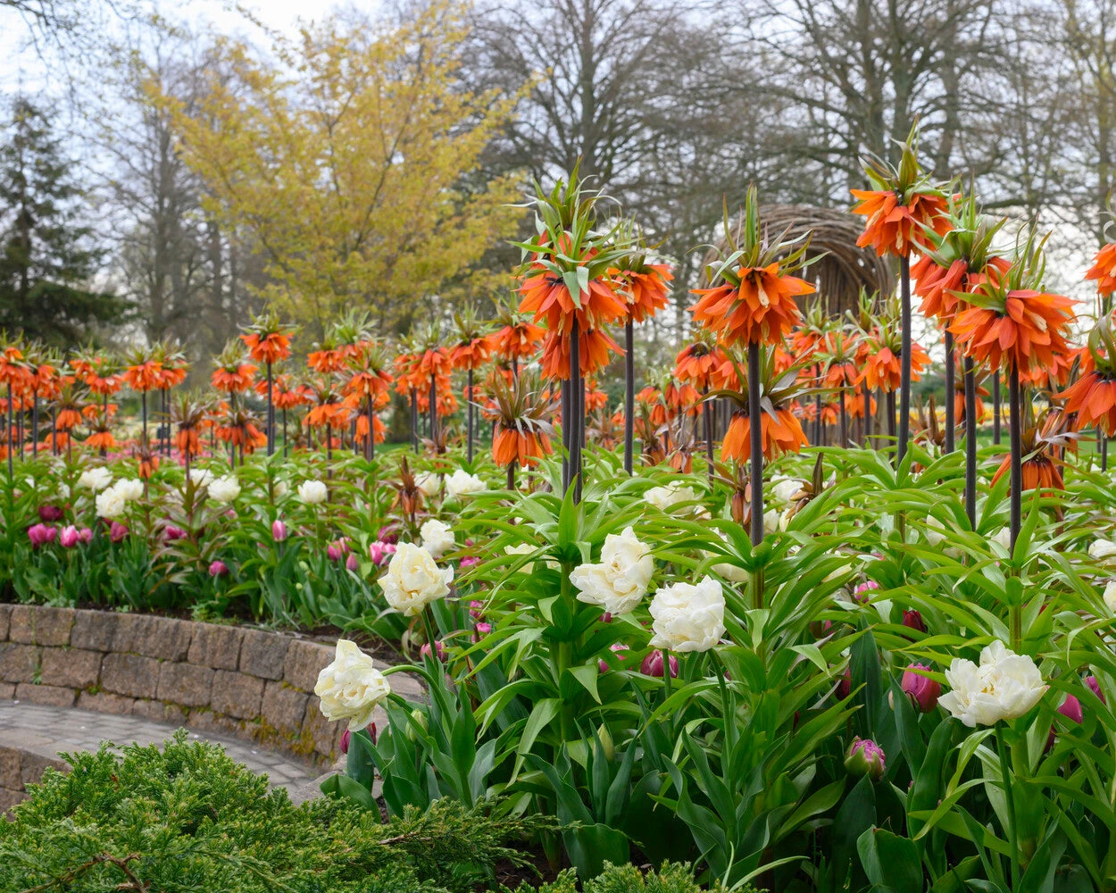 Fritillaria 'Orange Beauty' 4 Fritillaria 'Orange Beauty' - Image 2