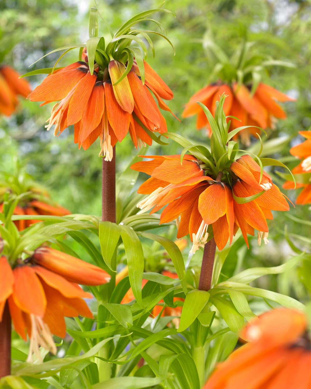 Fritillaria 'Orange Beauty' 3 Fritillaria 'Orange Beauty'
